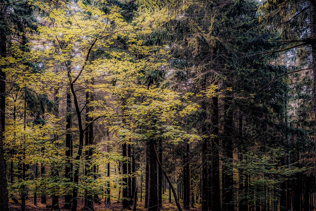 Nature