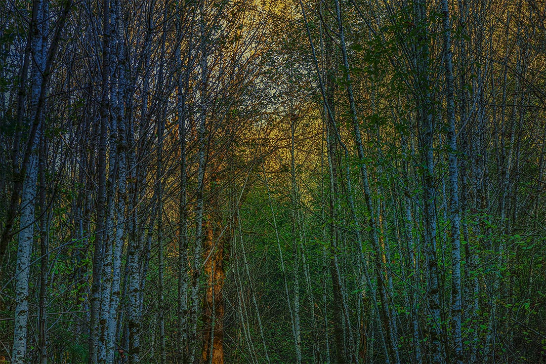 Nature
