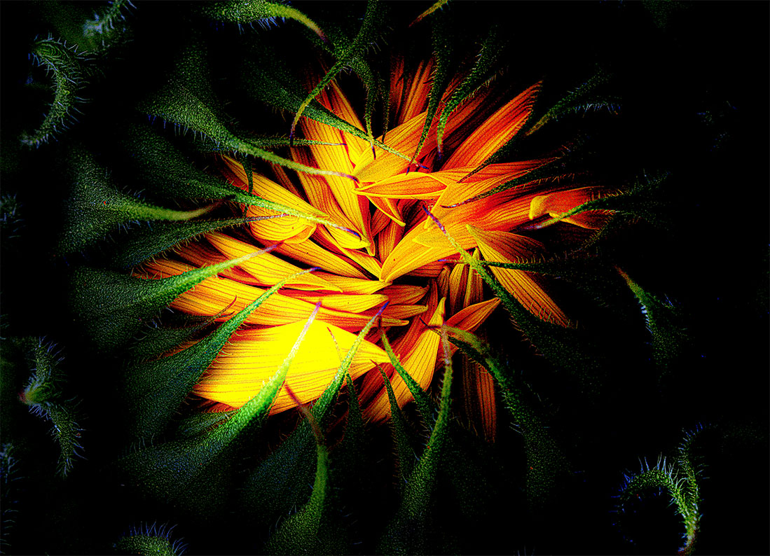Nature