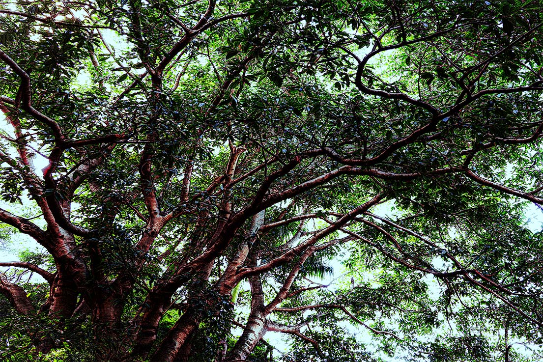 Nature