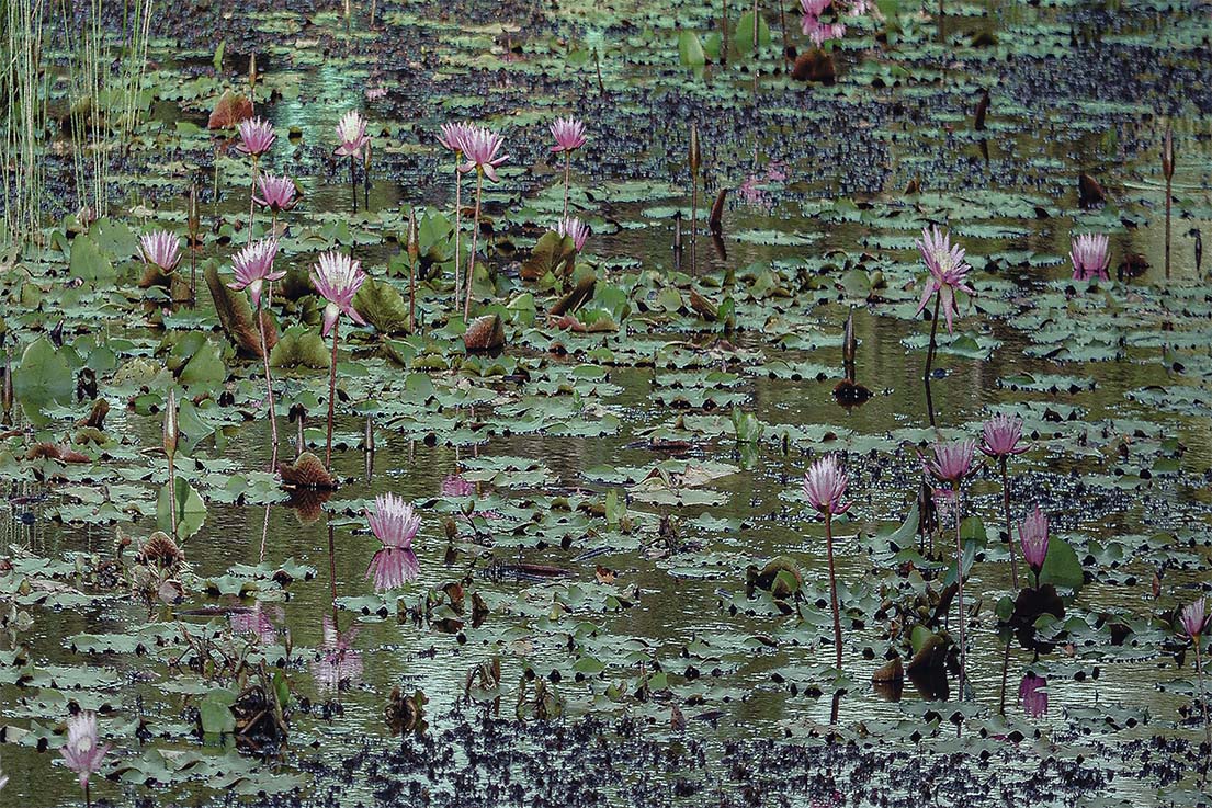 Nature